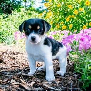 Jewel, Jack-A-Ranian Puppy